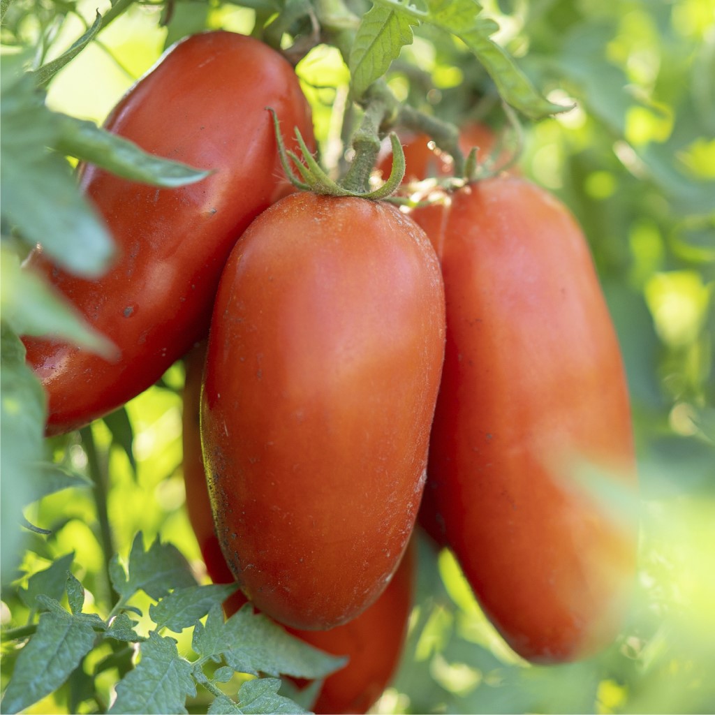 POMODORO-b